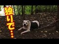 森の中の木に独りぼっちでつながれていた犬！