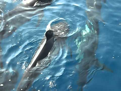 Дельфины Гринда