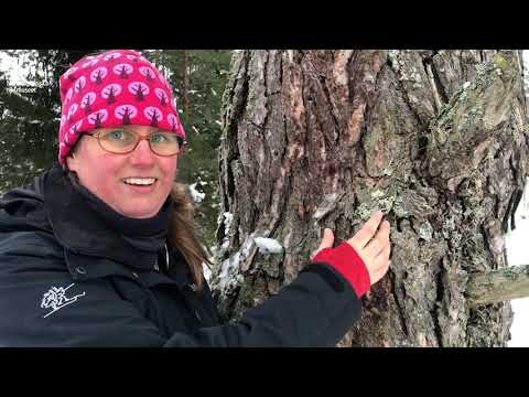 Video: Hur blir man av med lavar på träd?