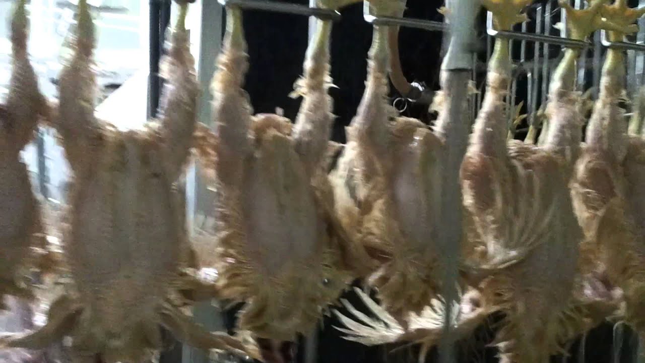 Poultry processing plant in nepal YouTube
