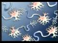 Cells and Tissues: The Building Blocks of Life