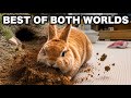 This Rabbit Is Living the Dream