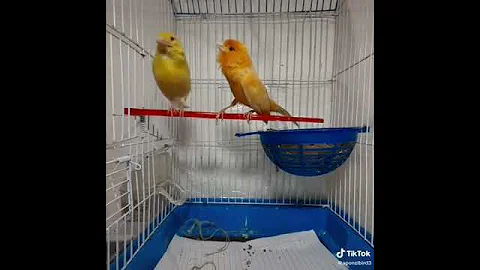 تزاوج الكناري 