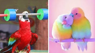 Smart And Funny Parrots Parrot Talking Videos Compilation (2023)  Cute Birds #33