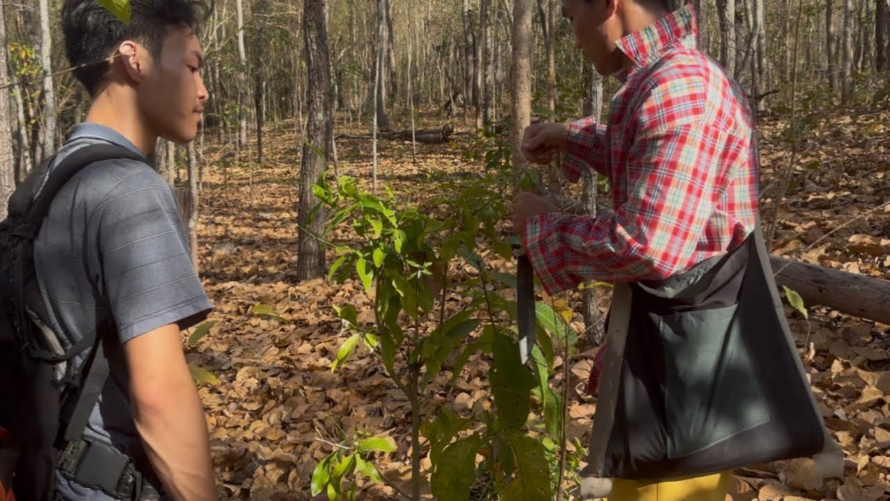 วันนี้￼ได้เดินทางเข้าไปกับเพื่อนๆ￼ไปหายอดผักหวาน ได้มาเยอะมาก