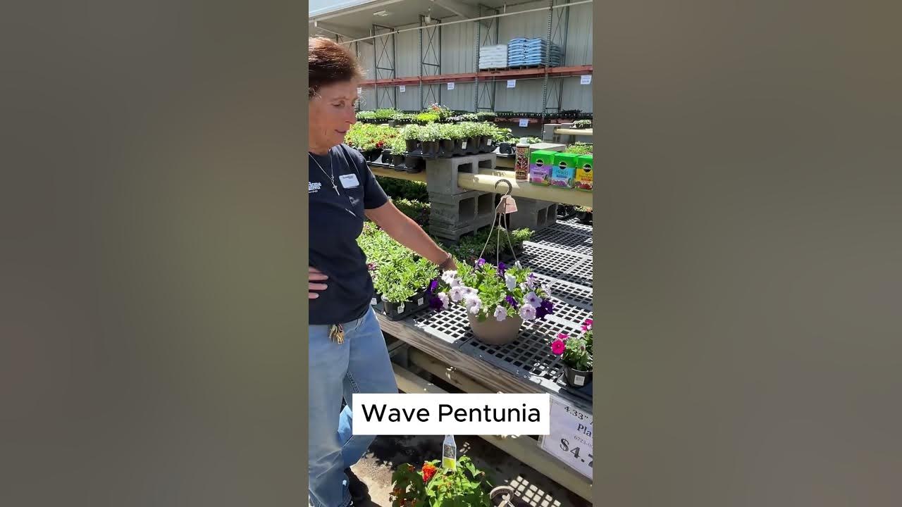 How to Keep Hanging Baskets Blooming YouTube