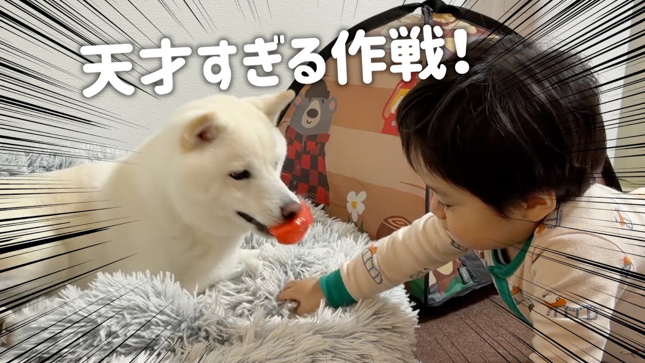 柴犬からおもちゃを取り返す赤ちゃんの作戦が天才的すぎた - YouTube