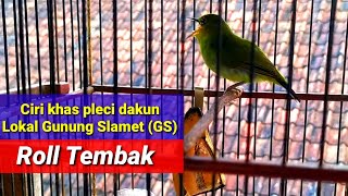 Ciri khas pleci Gunung slamet