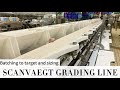 Scanvaegt marel poultry grading and batching line