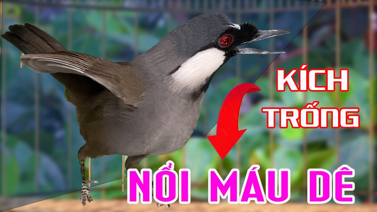 Khướu Mái Rò Kích Thích Trống Hót [ NỔI MÁU D.Ê ] Kích Trống Hót Căng | KHƯỚU MÁI RO nghe là chơi