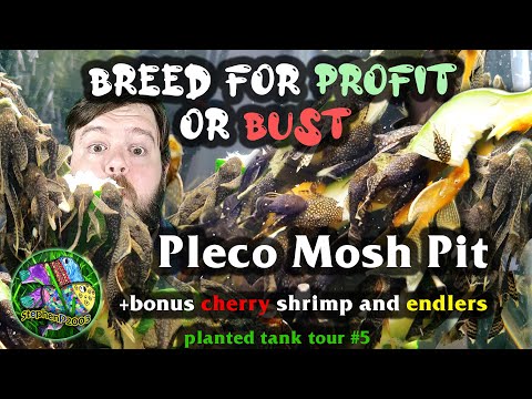 Video: De juiste Pleco kiezen