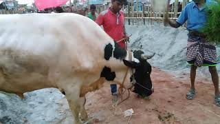 Biggest Cow Haat Kurbanir Goru 2018 Dhaka Jomjomay Kurbanir Haat At Gabtoli