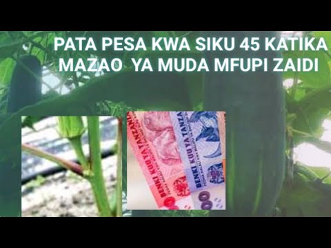 Video: Utunzaji wa Kabeji ya Tiara: Jifunze Kuhusu Kupanda Mimea ya Kabeji ya Tiara