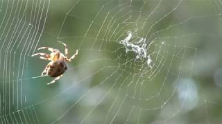 Garden Orb Spider Build Web 4K