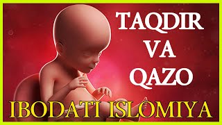 TAQDIR VA QAZO | IBODATI ISLOMIYA