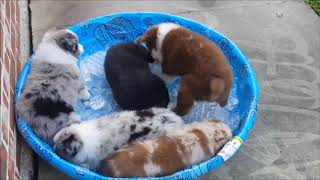 Australian shepherd puppies on ice by William Watts 1,335 views 4 years ago 3 minutes, 15 seconds