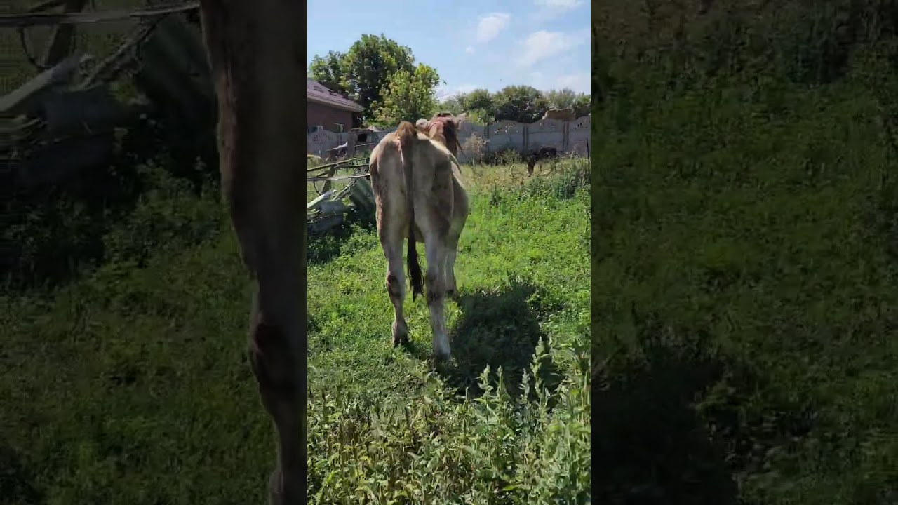 Швиц сут багытында 6 айлык торпок #