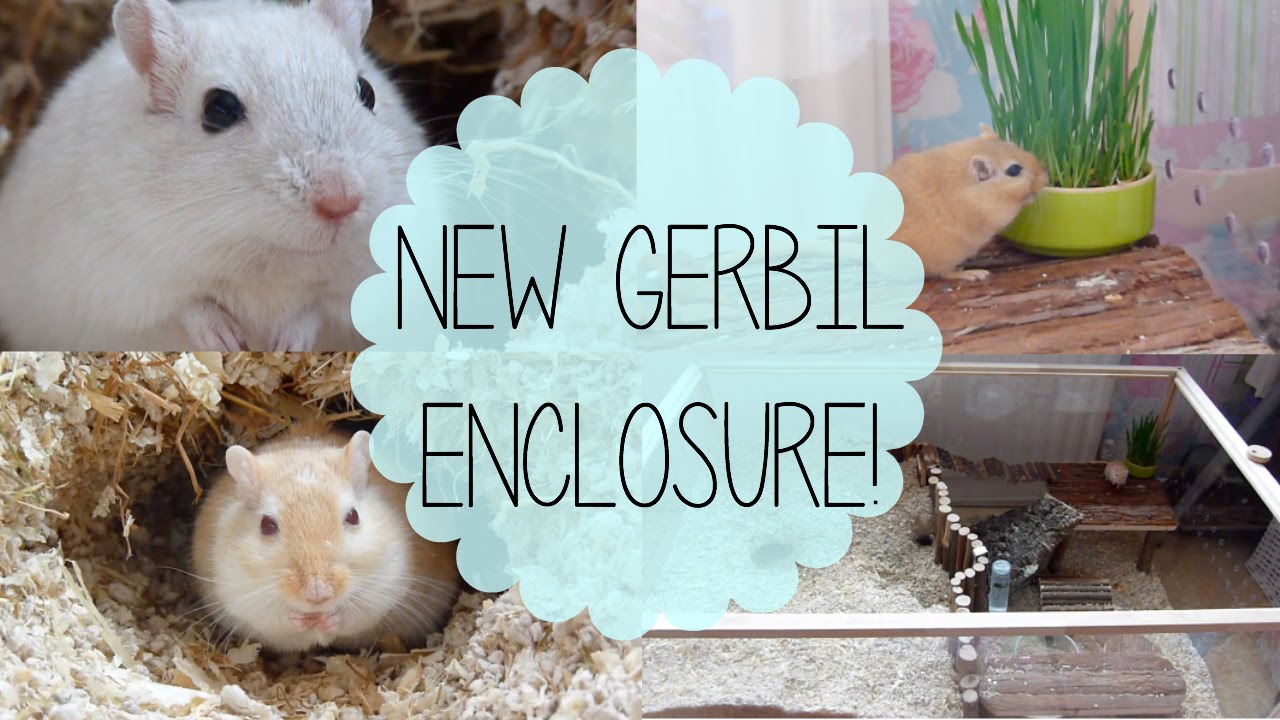 Gerbil Habitat Tour April 2015 YouTube