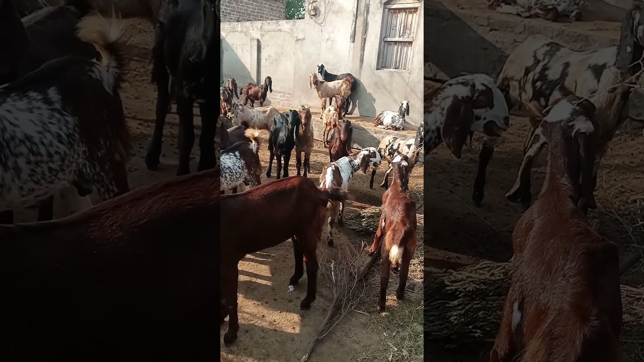 funny animal Ifunny animal videos |funny animal fails Ianimal riding |IP4 #amazing #funnyanimals funny animal Ifunny animal videos |funny animal fails Ianimal riding |IP4 #amazing #funnyanimals