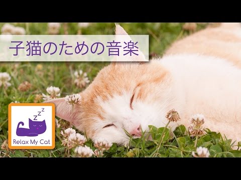 Music for cats, kittens, helps to keep your cat calm