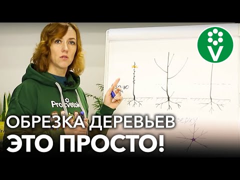 Видео: Как содержать водных улиток: 12 шагов (с иллюстрациями)