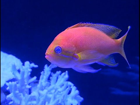 スミレナガハナダイ Square Spot Fairy Basslet Pseudanthias Pleurotaenia Youtube