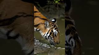 What a beautiful eyes ?beautiful beautifulnature tiger tigerking beautifulnature wildanimals