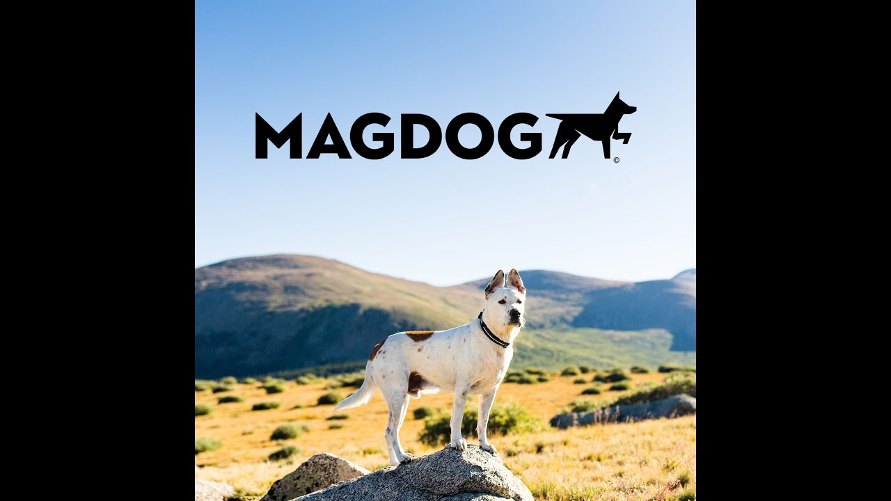 mag dog collars