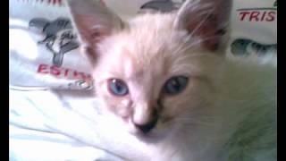 LEANDRO MI GATO (canal almischalmis)