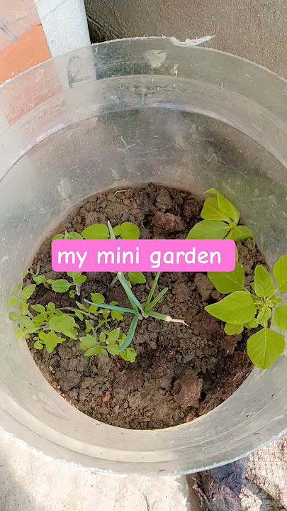 Yeh dil aashiqana yeh dil 🌹💞#jividha_sharma​#bollywood​ #ytshort​