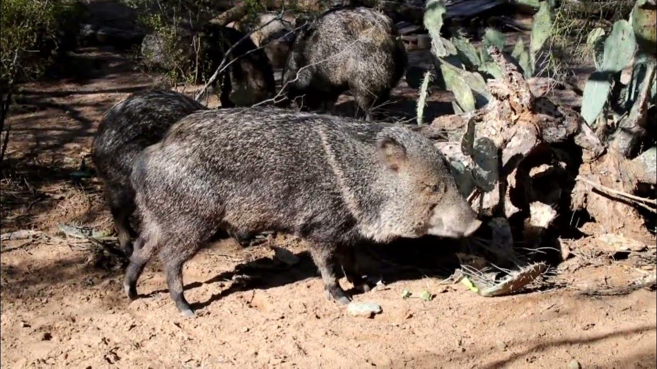 Ungrateful javelinas eating MY prickly pear desertanimals desertlife YouTube