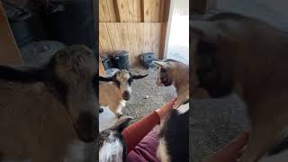 I can’t get enough of This | Goat Kids playing #farm #goat #farm #animallover #kids #lol