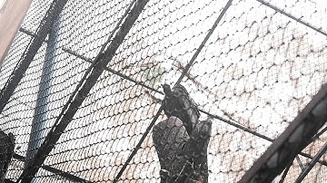 Vultures - Photographing the Antiheroes of Our Ecosystems | Exposure