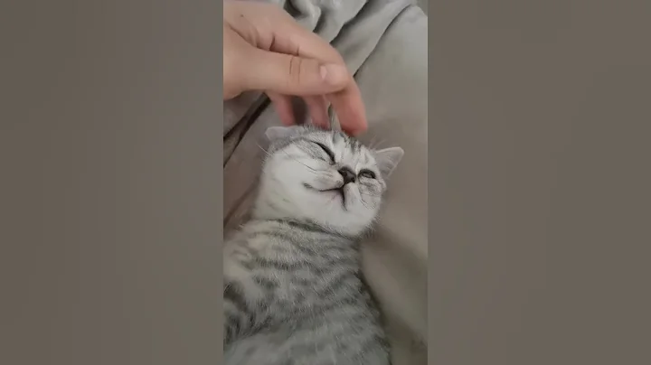 Video 2616851: cute baby cat british