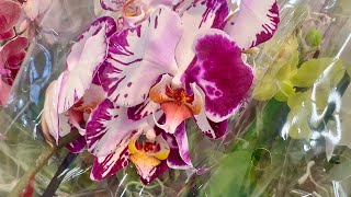 ОБМОРОЧНЫЙ завоз ОРХИДЕЙ новые орхидеи ХАМЕЛЕОНЫ каких МНОГИЕ НЕ УВИДЯТ