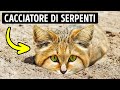 Questo Gatto Non Beve E Non Lascia Impronte