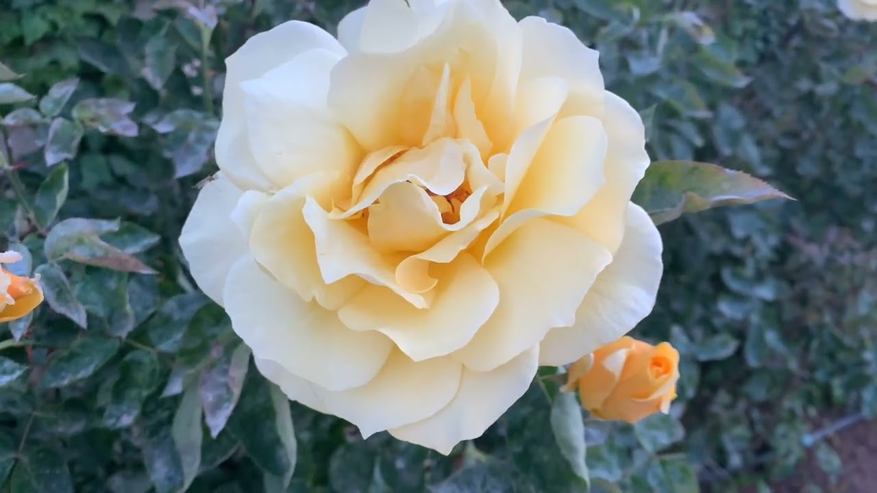 As you are #huntermusic503 #teddyswims 