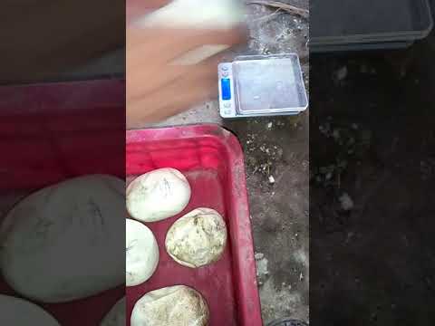 Nuôi trăn sinh sản mua bán trăn con trăn giống 0938421788zalo