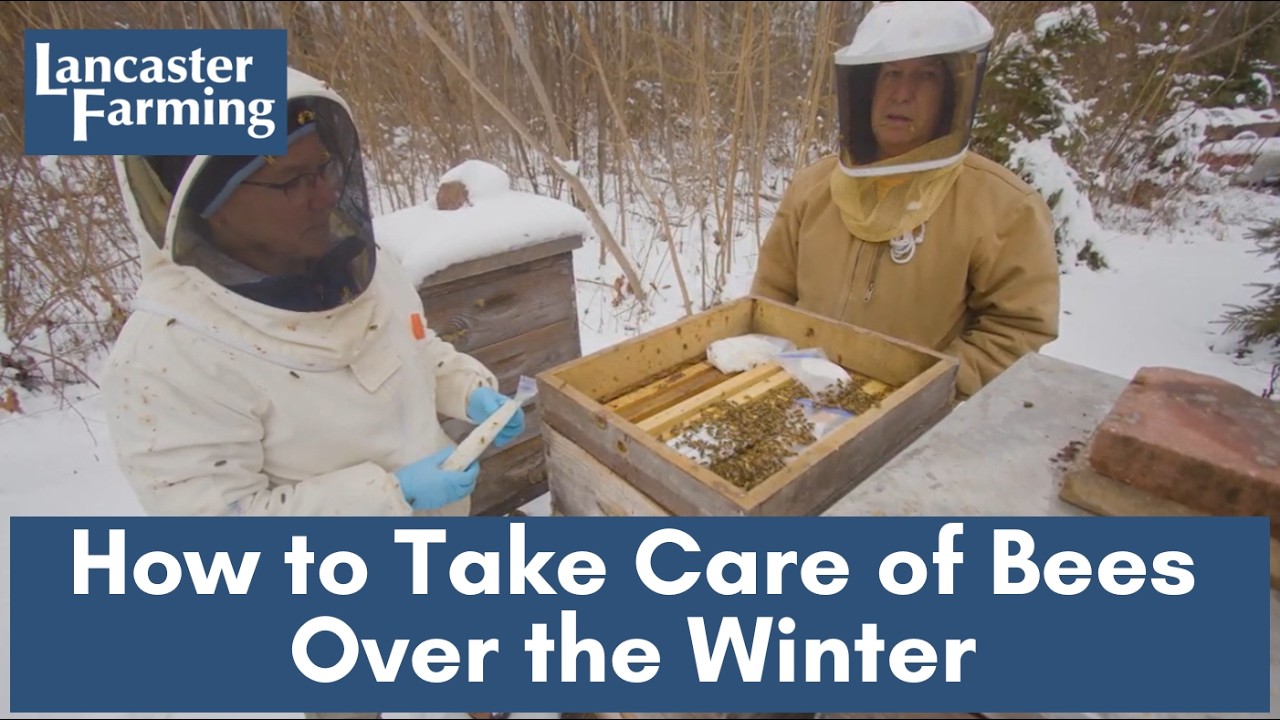 What Do Honeybees Do In the Winter?