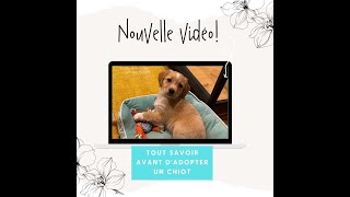 Tout savoir avant dadopter un chiot