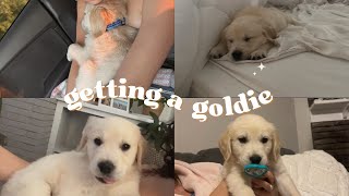 come with me to get my dream puppy ♡