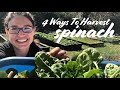 When & How to Harvest Spinach — 4 WAYS!