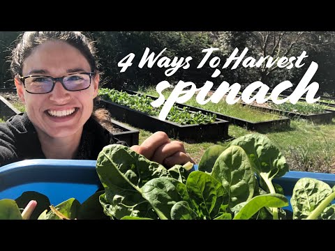 Video: Høst af spinat: Hvornår og hvordan man plukker spinat