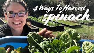 When & How to Harvest Spinach — 4 WAYS!