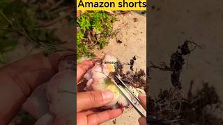 #agrico #cuttingtools #agriculture #woodworking #workhard #cuttingskills #ytshorts