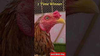 Aseel Breeds 2 Time Winner | Rooster Aseel | shorts aseel murga rooster