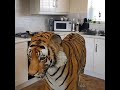 3d tiger in my kitchen