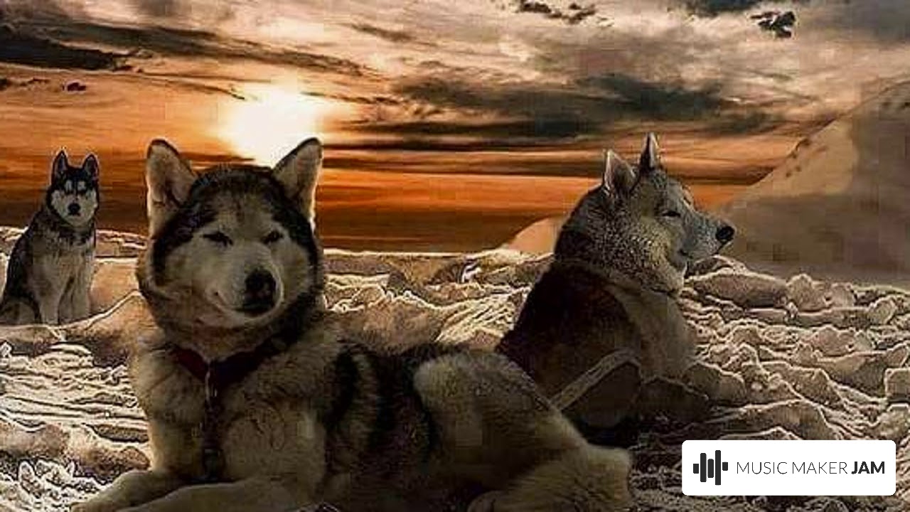 Crying Wolfs By DJ CRUMPET CRUMP3T