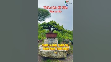 Tùng La Hán – Vẻ đẹp hiên ngang, tinh hoa của mọi khu vườn #vuonnhatban #bonsai
