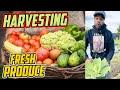 Farm to Market: Watch Free Haven Farms Harvesting Fresh Produce for the Farmers Market